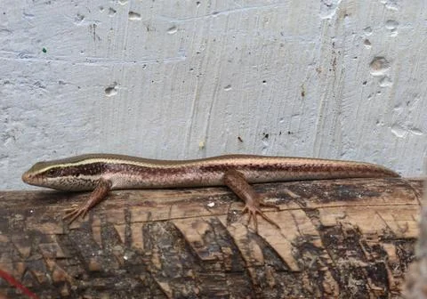 Lizard going on the ground Stock-Fotos