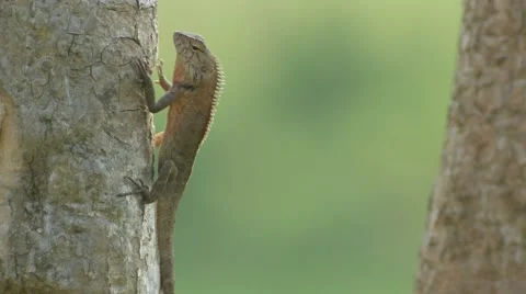 Lizard going to moving away after sun bathing Stock Footage 62094193