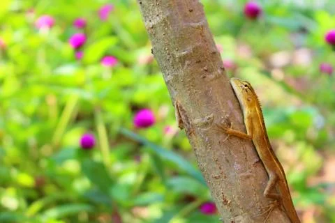 Lizard grab the tree in nature Stock Photos