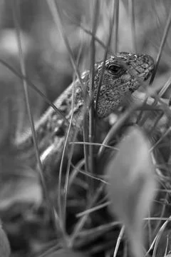 Lizard in Grass (Black and White Photo) Stock Photos