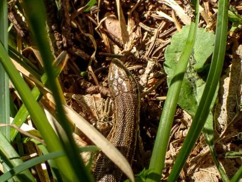 Lizard in a grass bush Foto stock