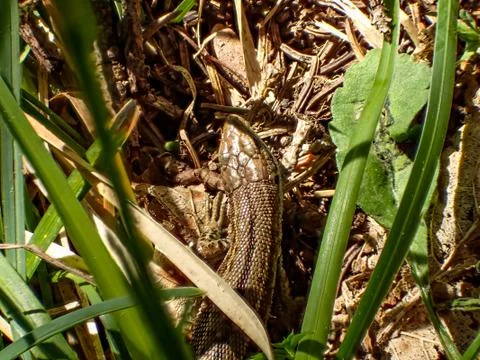 Lizard in a grass bush Stock Photos