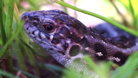 Lizard in the grass, close up footage. Lacerta agilis Stock Footage 183548971