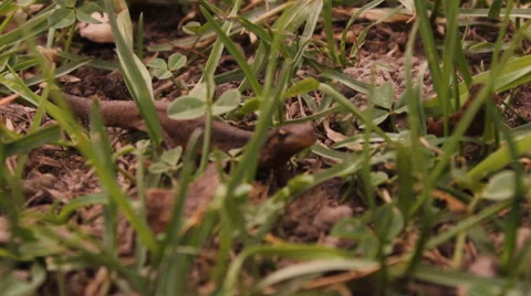 Lizard in the grass Stock Footage 47835585