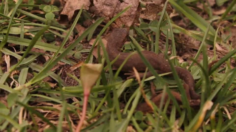 Lizard in the grass Stock Footage 47835968