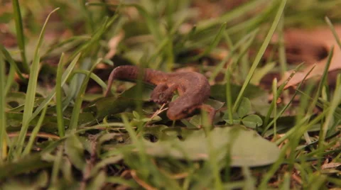 Lizard in the grass Stock Footage 47836043