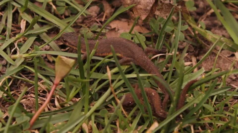 Lizard in the grass Stock Footage 47836176