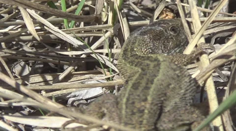 Lizard in the grass Stock Footage 49307979
