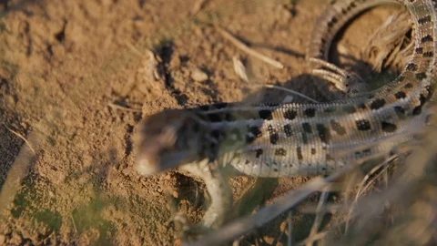 Lizard in the Grass Stock Footage 85186811