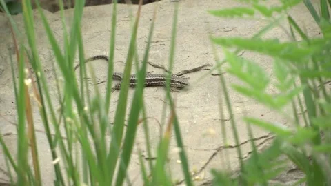 Lizard in grass Stock Footage 130849936