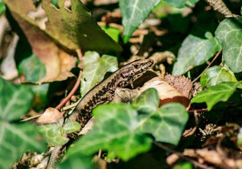 Lizard in the grass Stock Photos