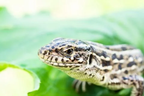 Lizard on the grass. Stock Photos