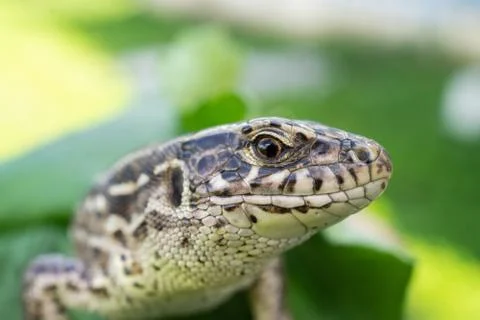 Lizard on the grass.. Foto stock