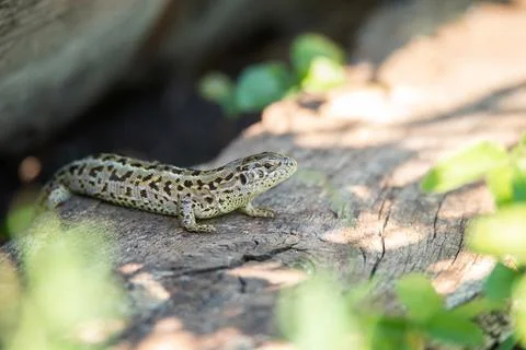 Lizard on the grass. Stock Photos