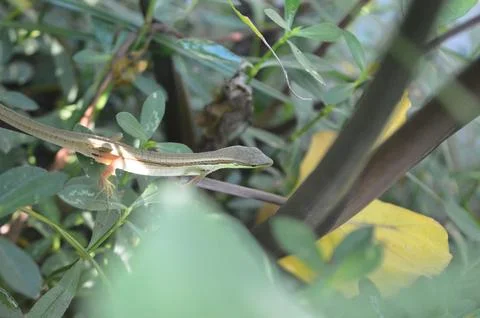Lizard grass on the plants Stock Photos