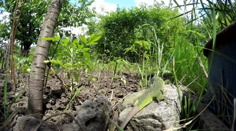 Lizard in the grass. The summer grass. Lizard hunting in the grass. Stock Footage 68631715