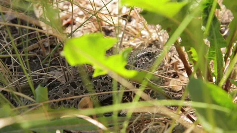 Lizard in the grass in sunny day, macro shot. The head of the lizard Stock Footage 197014241