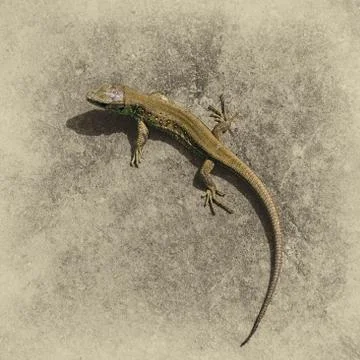 Lizard on a gray natural background Stock Photos