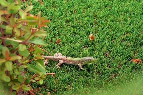Lizard on green grass Foto stock