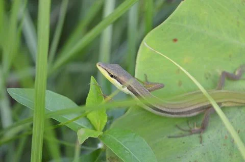 Lizard on green leaf Stock Photos