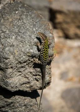 Lizard with green pattern Stock Photos