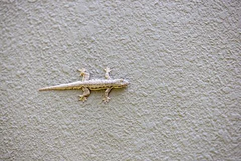 Lizard on a Green Wall Stock Photos