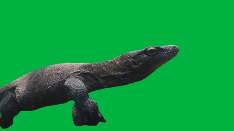 Lizard Greenscreen 116 Stock Footage 198652901