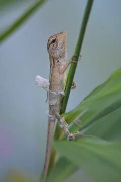 Lizard gripping stem and leaf with extended arm shallow depth of field Foto stock