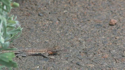 Lizard on a ground Stock Footage 124689
