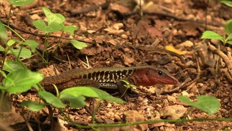Lizard on ground Stock Footage 82873853