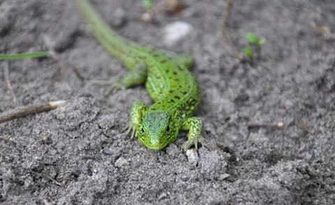 Lizard on the ground, front view Stock Photos