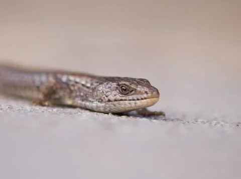 Lizard on ground Stock Photos