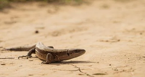 Lizard on the ground Foto stock