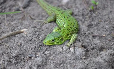 Lizard on the ground, right view Stock Photos
