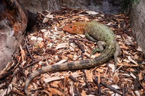 Lizard on the ground in the zoo. Close-up. Stock Photos