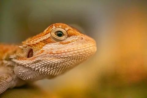A lizard in a habitat Stock Photos