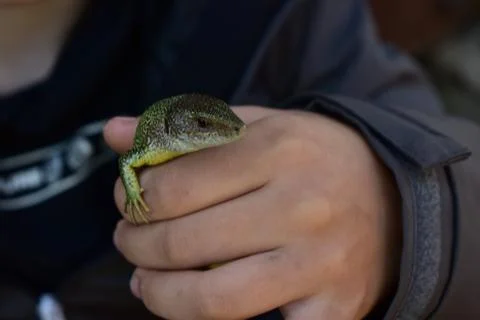 Lizard in the hand of a child  Stock Photos