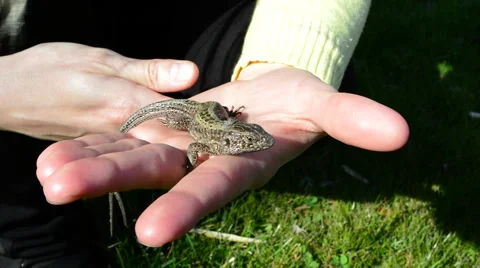 Lizard in the hand 動画素材 49195849
