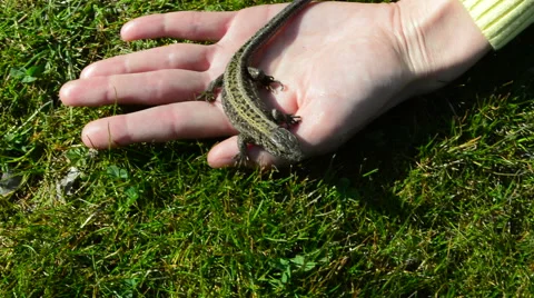 Lizard in the hand 動画素材 49195856
