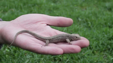 Lizard on hand Stock Footage 62181112