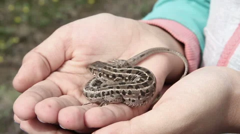 Lizard On Hand Stock Footage 62406970