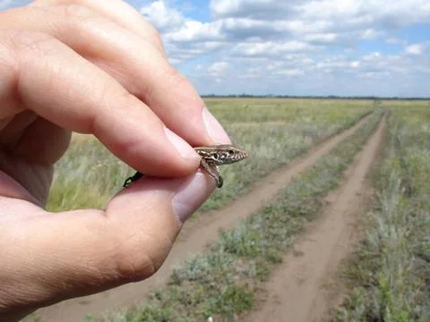 Lizard in hand Stock Photos