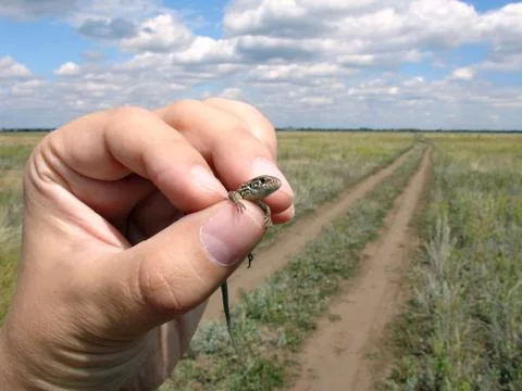 Lizard in the hand Stock Photos