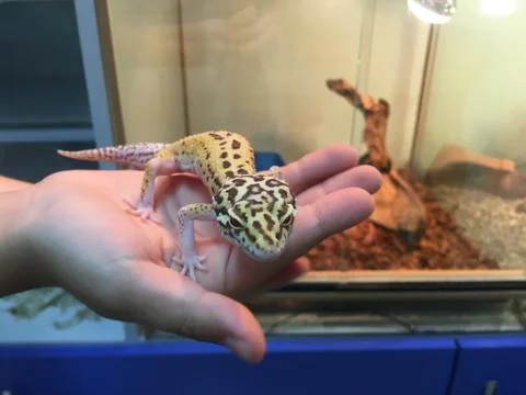 Lizard in hand Stock Photos