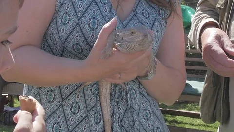 Lizard handheld 1 Stock Footage 79632683