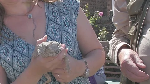 Lizard Handheld 2 Stock Footage 79634145