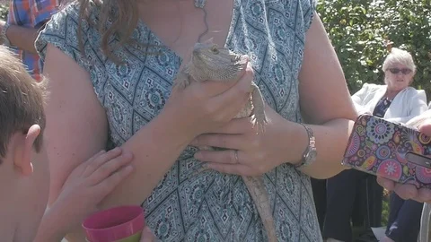 Lizard Handheld 3 Stock-Footage 79633995