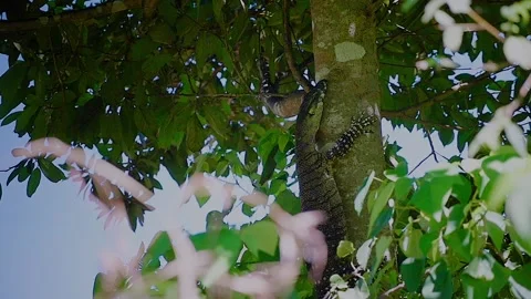 Lizard handing onto tree in the wild / Slow motion Stock Footage 145791170