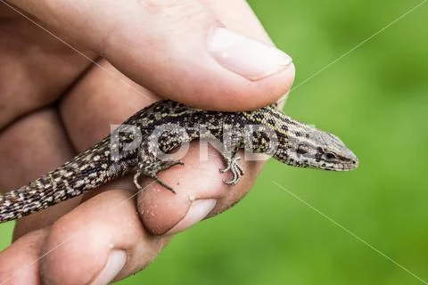 Lizard in hands of the person, small reptile Stock Photos