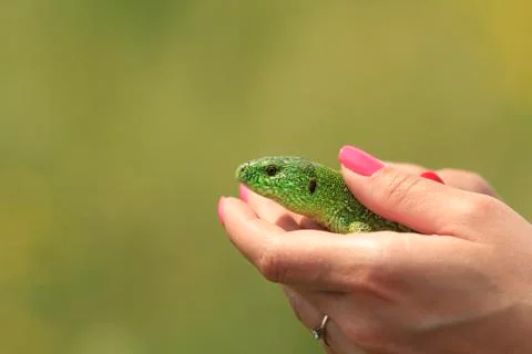 Lizard in hands 写真素材